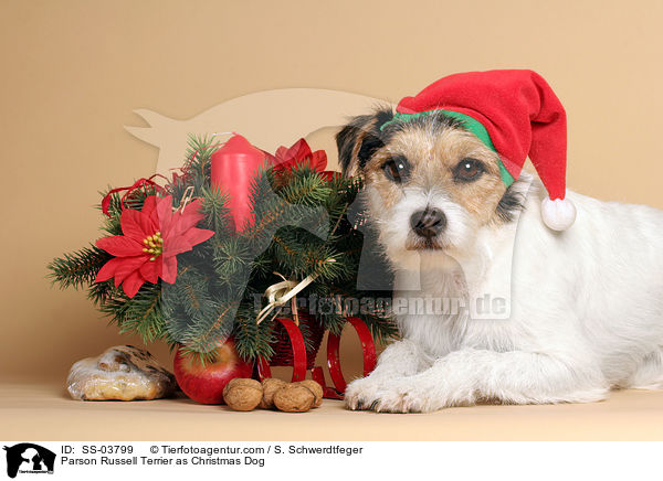 Parson Russell Terrier as Christmas Dog / SS-03799