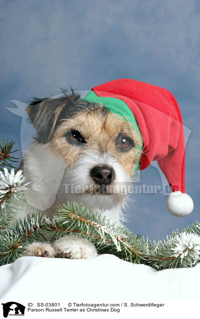 Parson Russell Terrier as Christmas Dog / SS-03801