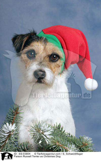 Parson Russell Terrier as Christmas Dog / SS-03804