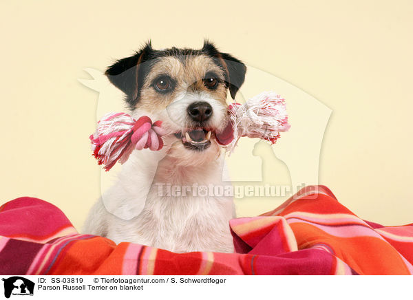 Parson Russell Terrier auf Decke / Parson Russell Terrier on blanket / SS-03819
