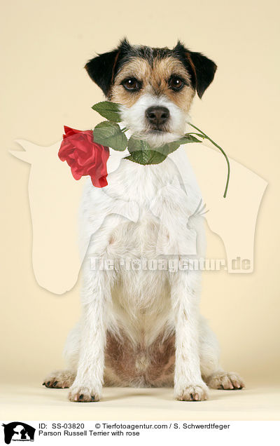 Parson Russell Terrier with rose / SS-03820