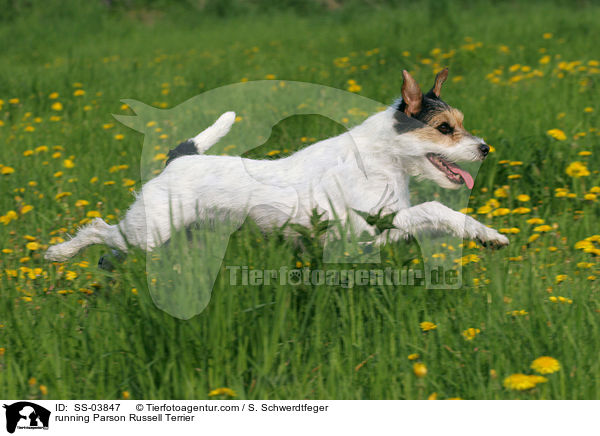 rennender Parson Russell Terrier / running Parson Russell Terrier / SS-03847