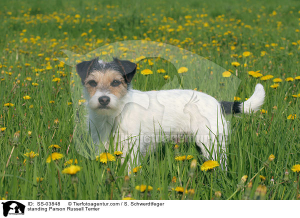 stehender Parson Russell Terrier / standing Parson Russell Terrier / SS-03848
