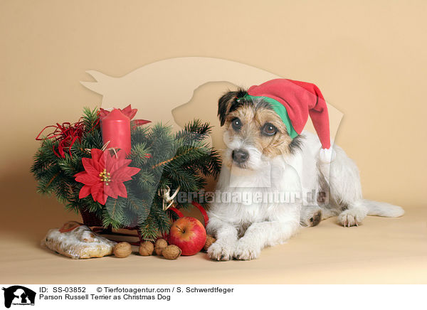 Parson Russell Terrier as Christmas Dog / SS-03852