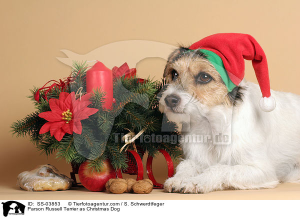 Parson Russell Terrier as Christmas Dog / SS-03853