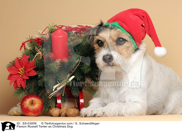 Parson Russell Terrier as Christmas Dog / SS-03856