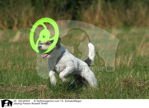 Parson Russell Terrier spielt mit Frisbee / playing Parson Russell Terrier / SS-04003