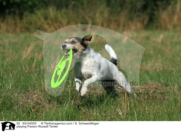 spielender Parson Russell Terrier / playing Parson Russell Terrier / SS-04005