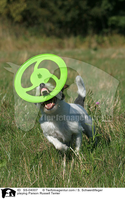 Parson Russell Terrier spielt mit Frisbee / playing Parson Russell Terrier / SS-04007