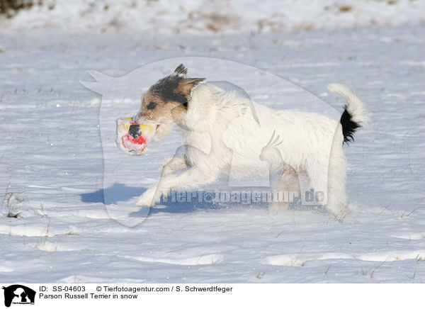 Parson Russell Terrier im Schnee / Parson Russell Terrier in snow / SS-04603