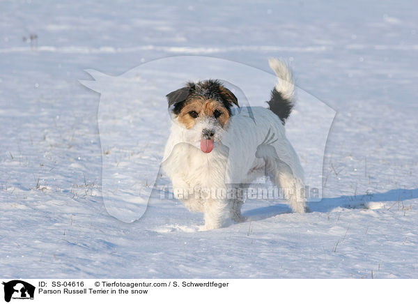 Parson Russell Terrier im Schnee / Parson Russell Terrier in the snow / SS-04616