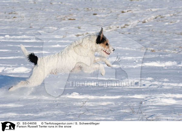 Parson Russell Terrier rennt im Schnee / Parson Russell Terrier runs in the snow / SS-04656