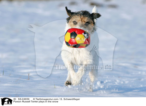 Parson Russell Terrier spielt im Schnee / Parson Russell Terrier plays in the snow / SS-04659