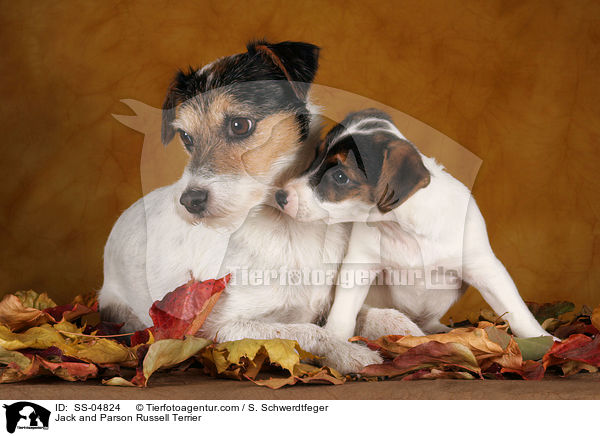 Jack und Parson Russell Terrier / Jack and Parson Russell Terrier / SS-04824