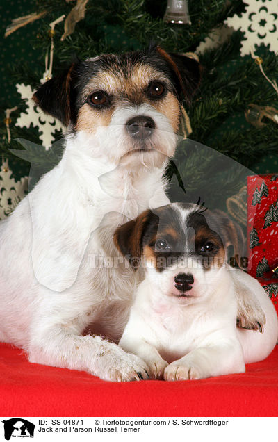 Jack und Parson Russell Terrier / Jack and Parson Russell Terrier / SS-04871