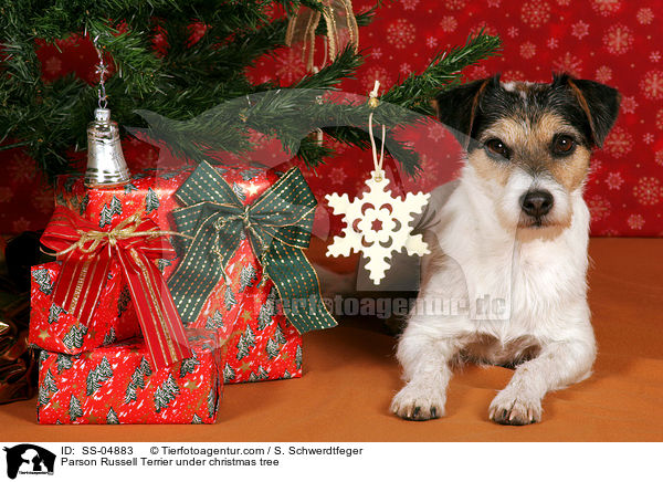 Parson Russell Terrier unterm Weihnachtsbaum / Parson Russell Terrier under christmas tree / SS-04883