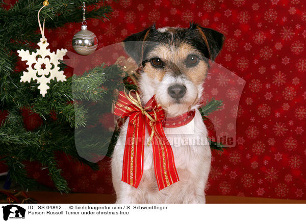 Parson Russell Terrier unterm Weihnachtsbaum / Parson Russell Terrier under christmas tree / SS-04892