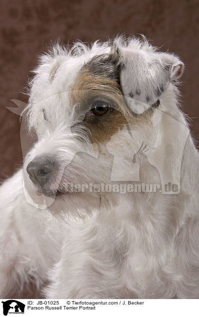 Parson Russell Terrier Portrait / Parson Russell Terrier Portrait / JB-01025