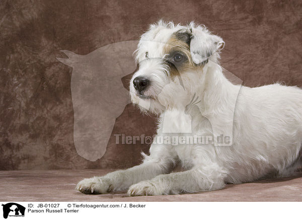 Parson Russell Terrier / Parson Russell Terrier / JB-01027