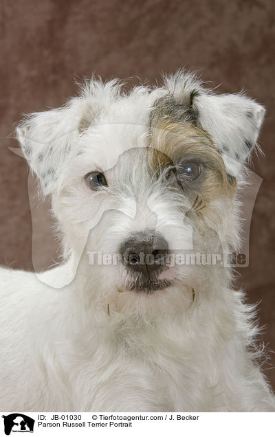Parson Russell Terrier Portrait / Parson Russell Terrier Portrait / JB-01030