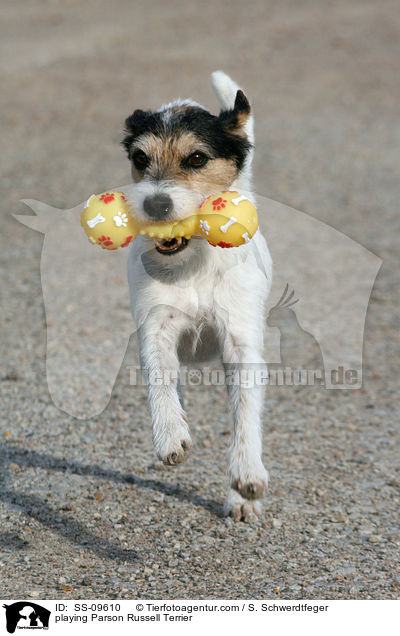 spielender Parson Russell Terrier / playing Parson Russell Terrier / SS-09610
