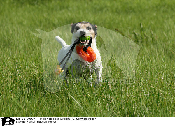 spielender Parson Russell Terrier / playing Parson Russell Terrier / SS-09997