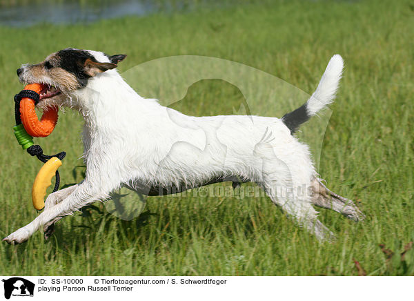 spielender Parson Russell Terrier / playing Parson Russell Terrier / SS-10000