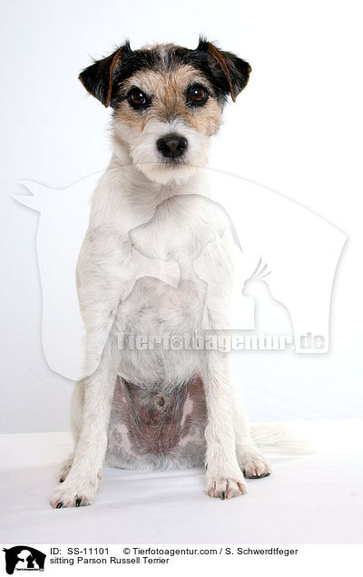 sitzender Parson Russell Terrier / sitting Parson Russell Terrier / SS-11101