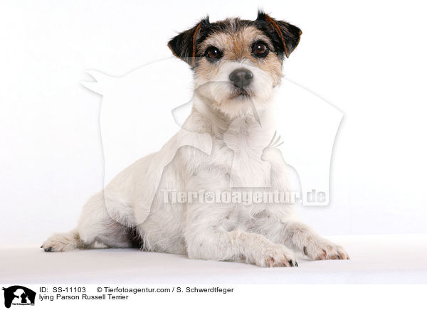 liegender Parson Russell Terrier / lying Parson Russell Terrier / SS-11103