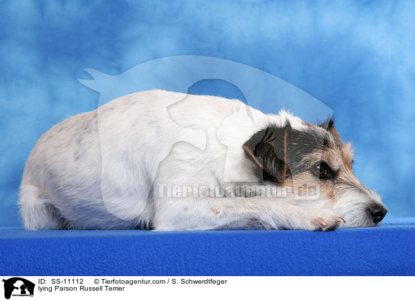 liegender Parson Russell Terrier / lying Parson Russell Terrier / SS-11112