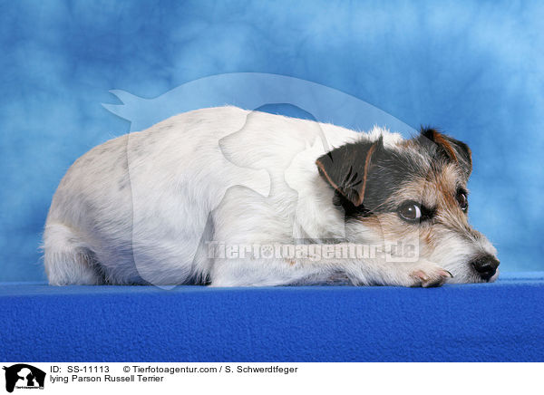 liegender Parson Russell Terrier / lying Parson Russell Terrier / SS-11113