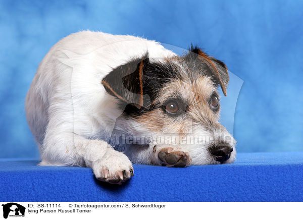 liegender Parson Russell Terrier / lying Parson Russell Terrier / SS-11114