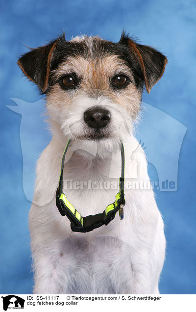 Hund apportiert Hundehalsband / dog fetches dog collar / SS-11117