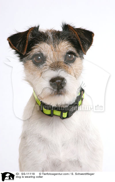 Hund trgt Leuchthalsband / dog is wearing collar / SS-11118