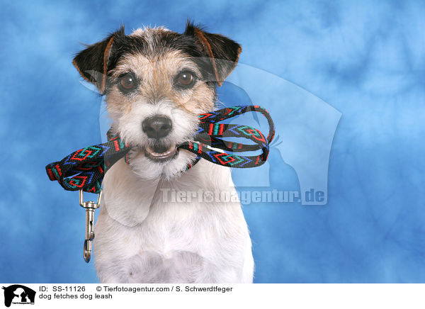 dog fetches dog leash / SS-11126