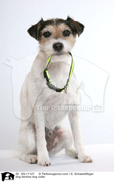 Hund apportiert Leuchthalsband / dog fetches dog collar / SS-11127
