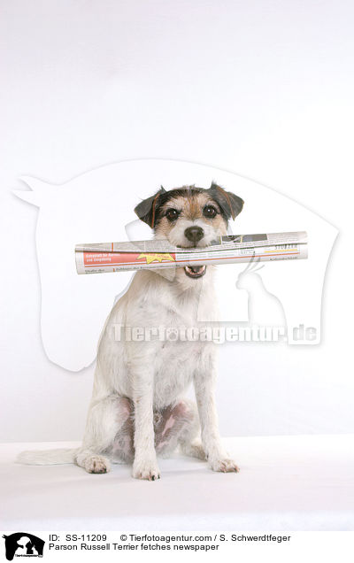 Parson Russell Terrier apportiert Zeitung / Parson Russell Terrier fetches newspaper / SS-11209