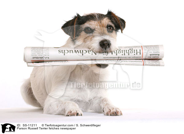 Parson Russell Terrier apportiert Zeitung / Parson Russell Terrier fetches newspaper / SS-11211
