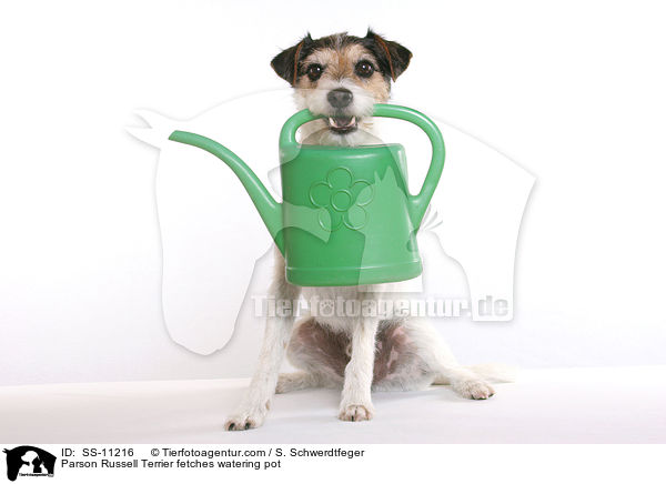 Parson Russell Terrier apportiert Giekanne / Parson Russell Terrier fetches watering pot / SS-11216