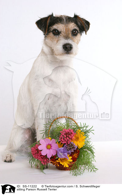 sitzender Parson Russell Terrier / sitting Parson Russell Terrier / SS-11222