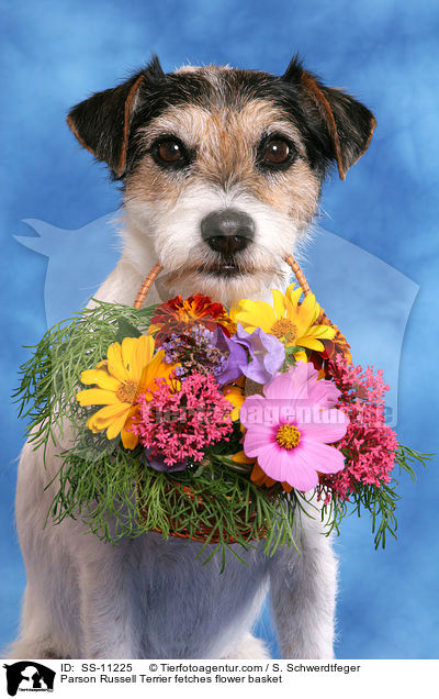 Parson Russell Terrier apportiert Blumenkorb / Parson Russell Terrier fetches flower basket / SS-11225