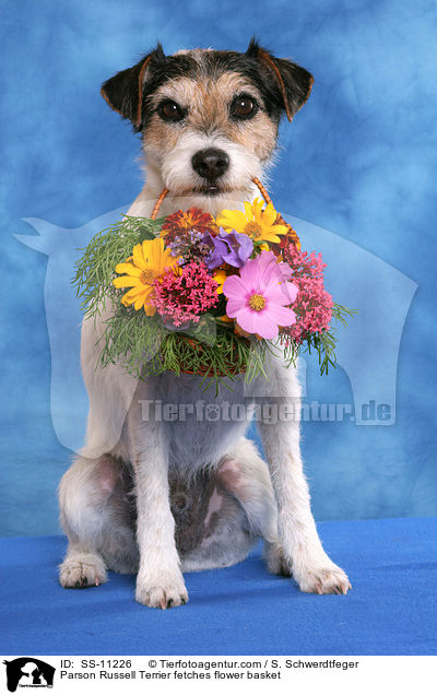 Parson Russell Terrier fetches flower basket / SS-11226