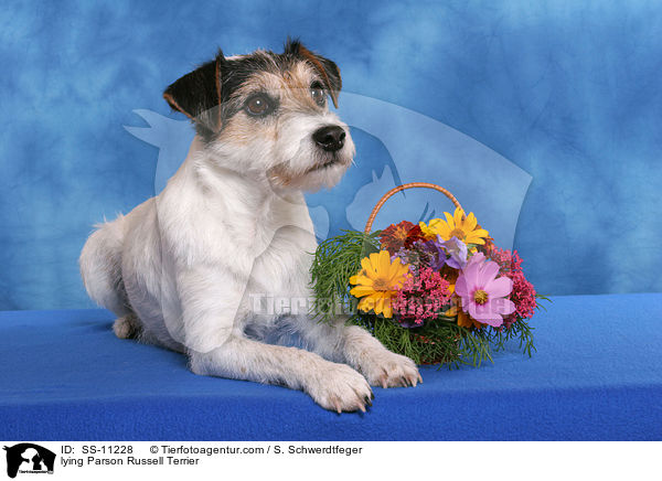 liegender Parson Russell Terrier / lying Parson Russell Terrier / SS-11228