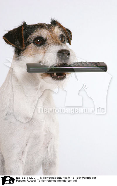 Parson Russell Terrier fetches remote control / SS-11229