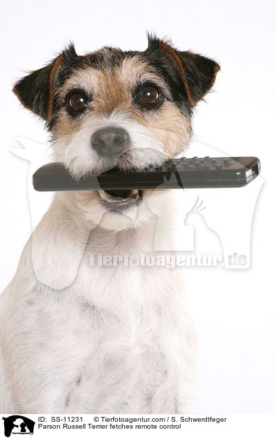 Parson Russell Terrier fetches remote control / SS-11231