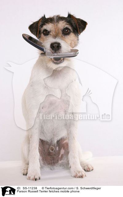 Parson Russell Terrier apportiert Handy / Parson Russell Terrier fetches mobile phone / SS-11238