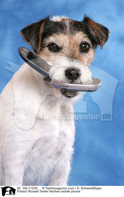 Parson Russell Terrier fetches mobile phone / SS-11239