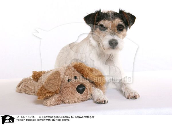 Parson Russell Terrier kuschelt mit Plschtier / Parson Russell Terrier with stuffed animal / SS-11245
