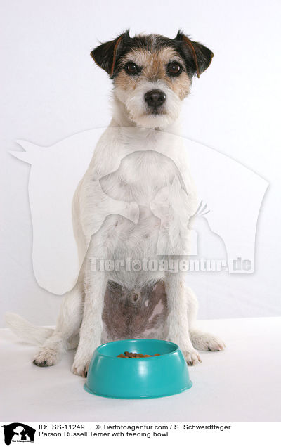 Parson Russell Terrier vor Futterschssel / Parson Russell Terrier with feeding bowl / SS-11249