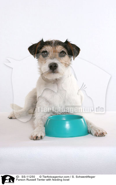 Parson Russell Terrier vor Futterschssel / Parson Russell Terrier with feeding bowl / SS-11250